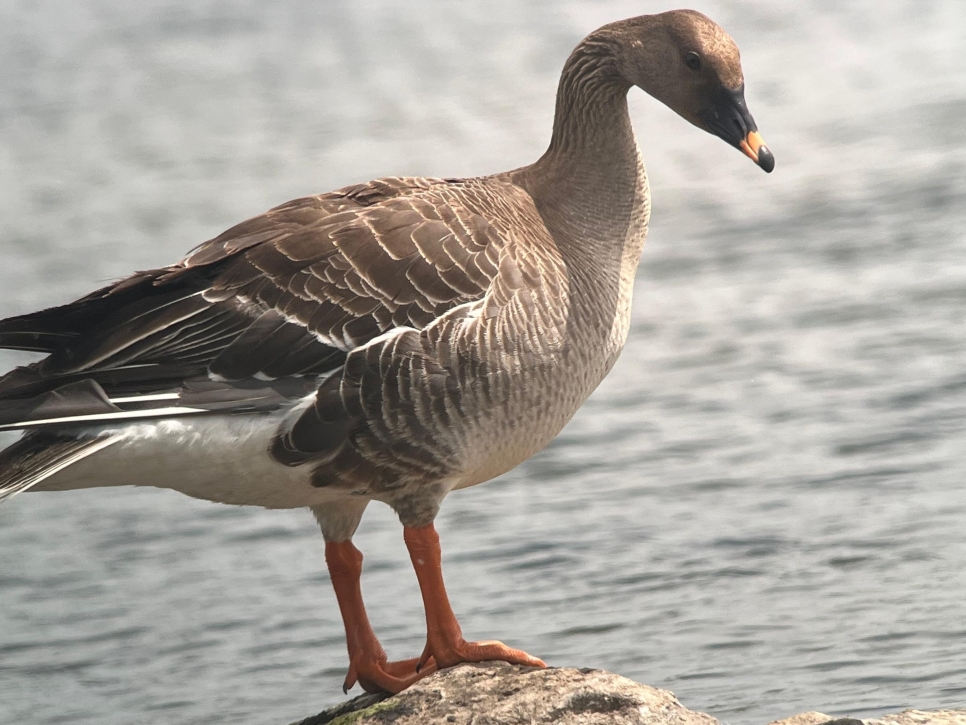 Bean Goose 17725.jpeg